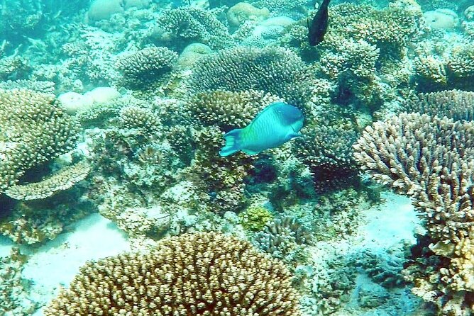 Marine Eco Safari - Swim with Manta Rays - Key points before you book