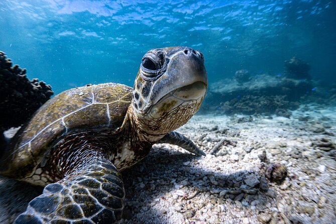 Marine Eco Safari - Swim with Manta Rays - A full day on Ningaloo Reef from Coral Bay