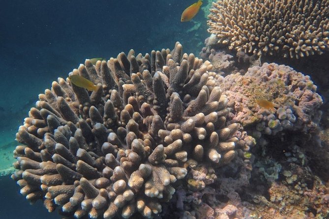 Marine Eco Safari - Swim with Manta Rays - The final snorkel keeps the return trip active