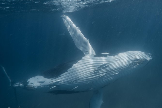 Marine Eco Safari - Swim with Manta Rays - How good is the value at $466?