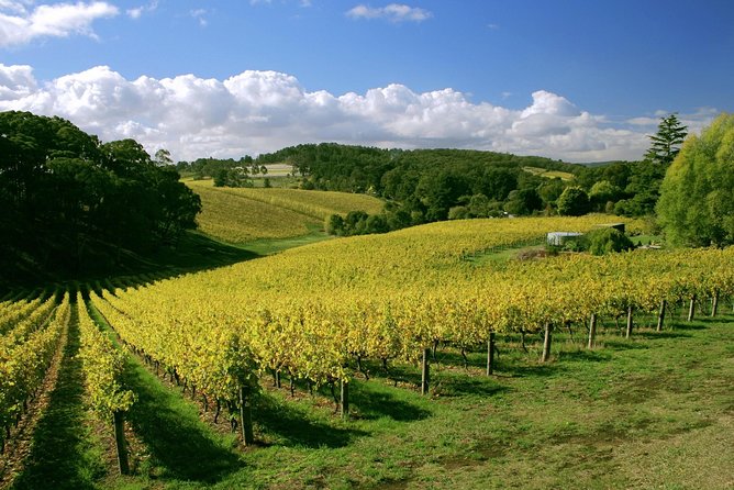 McLaren Vale and Glenelg Wine Tasting and Sightseeing (Half-day Afternoon) - What is included and what you should budget for