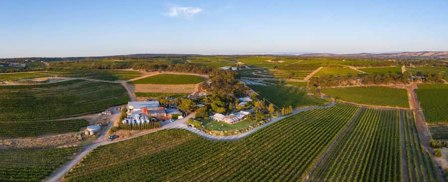 McLaren Vale North: Hop-On Hop-Off Tour - Why the hop-on hop-off format works here