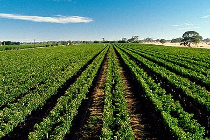 McLaren Vale Private Luxury Wine Tour - Full Day - Lunch with regional produce, at your own expense