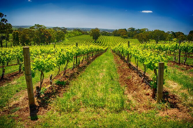 McLaren Vale Winery Small Group Tour with Wine Tasting and Lunch - Lunch puts local produce at the center