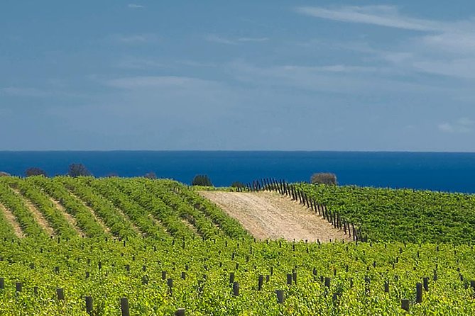 McLaren Vale Winery Small Group Tour with Wine Tasting and Lunch - Maxwell Wines starts with a working winery feel