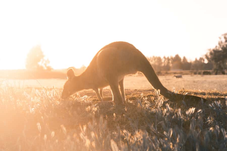 Melbourne: 12 Apostles, Otways & Great Ocean Road Day Tour - Koala spotting near Kennett’s River