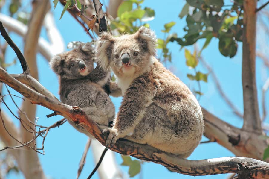 Melbourne: 12 Apostles, Otways & Great Ocean Road Day Tour - What the small van changes