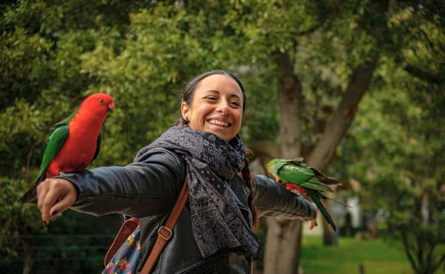Melbourne: 12 Apostles Sunset Tour - Less Crowds - Kennett River and the search for koalas