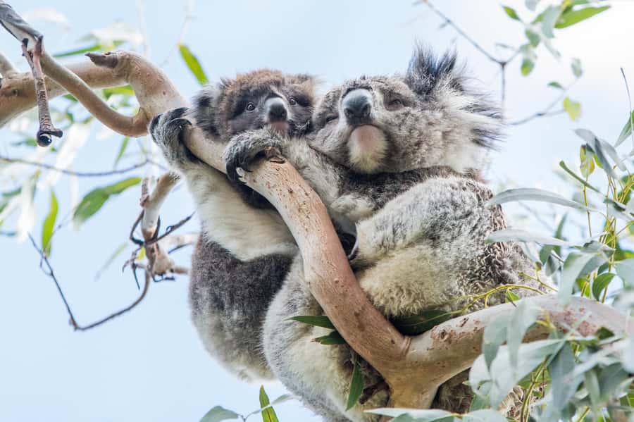 Melbourne: 2-Day Great Ocean Road & Grampians Tour - The 12 Apostles and Loch Ard Gorge