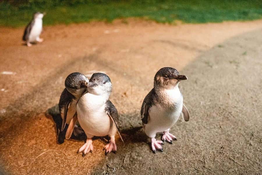 Melbourne: Boutique Phillip Island Wine, Dine & Penguin Tour - Wine tasting at Phillip Island Winery