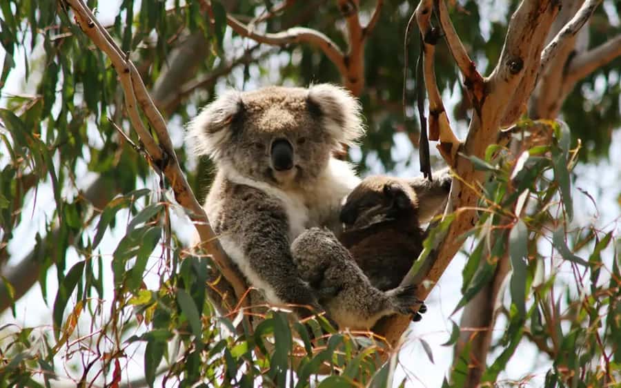 Melbourne: Boutique Phillip Island Wine, Dine & Penguin Tour - Food, transport, and group comfort