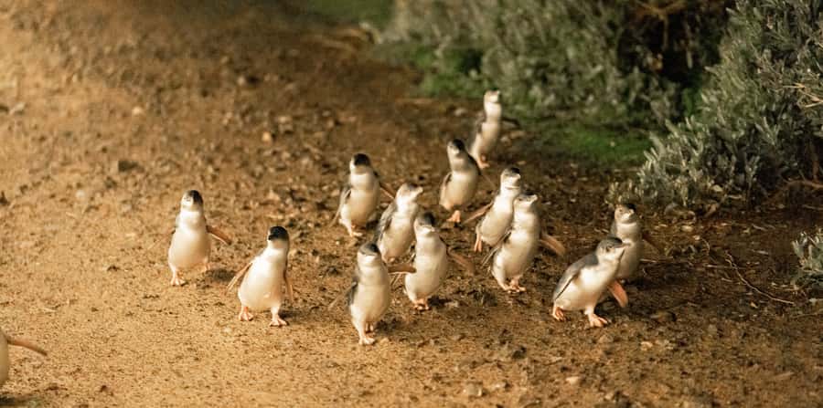 Melbourne: Boutique Phillip Island Wine, Dine & Penguin Tour - Who should book this tour?