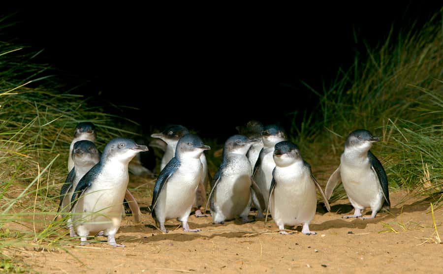 Melbourne: French and Phillip Island Wildlife Expedition - A seasonal taste of island life