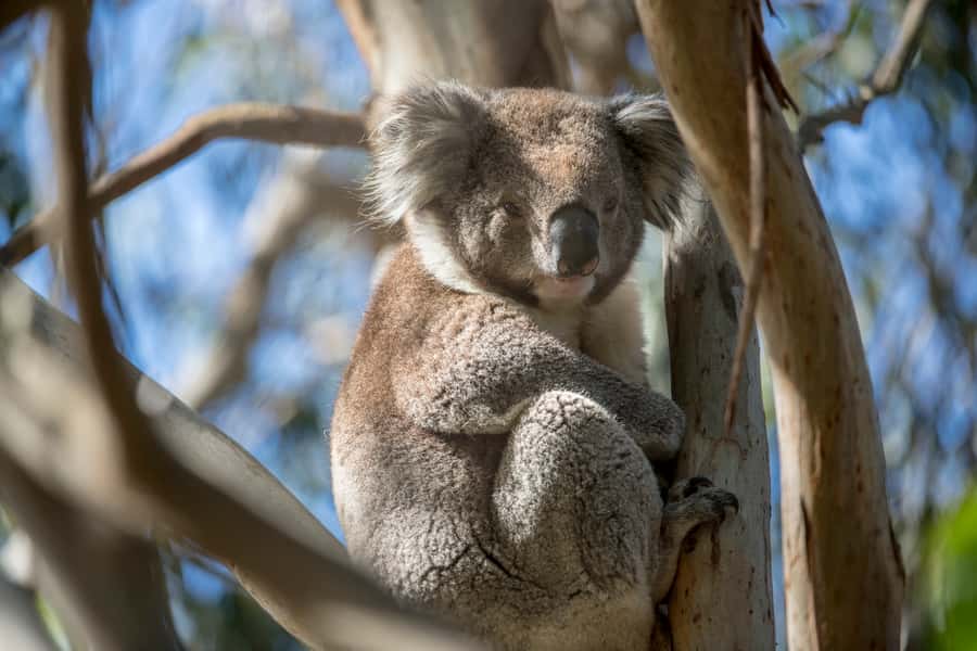 Melbourne: French and Phillip Island Wildlife Expedition - Riding the French Island tracks by 4WD