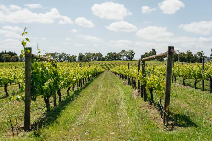 Melbourne: Full-Day Yarra Valley Wine Experience with Lunch - The day at a glance