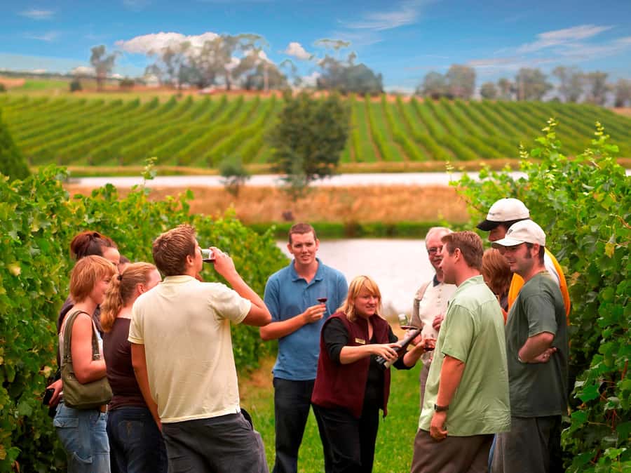 Melbourne: Full-Day Yarra Valley Wine Experience with Lunch - Four wineries, one easy day from Melbourne