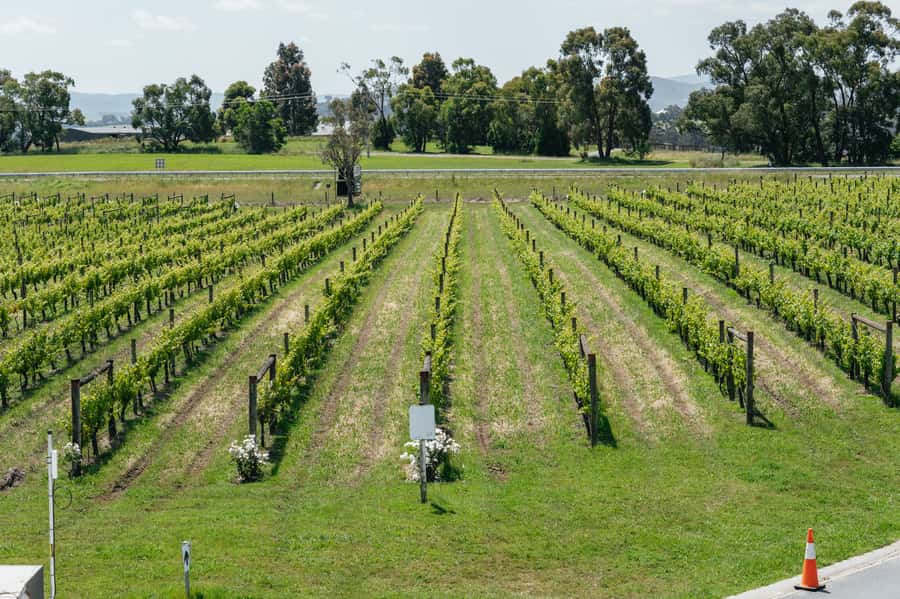 Melbourne: Full-Day Yarra Valley Wine Experience with Lunch - The guides make the coach time count