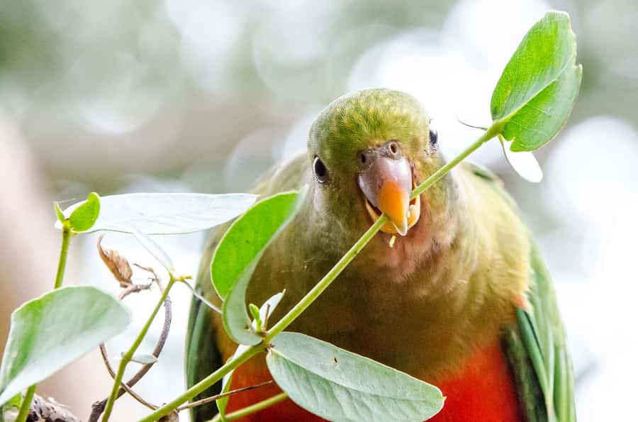 Melbourne: Great Ocean Road, 12 Apostles & Rainforest Tour - Great Otway National Park changes the mood