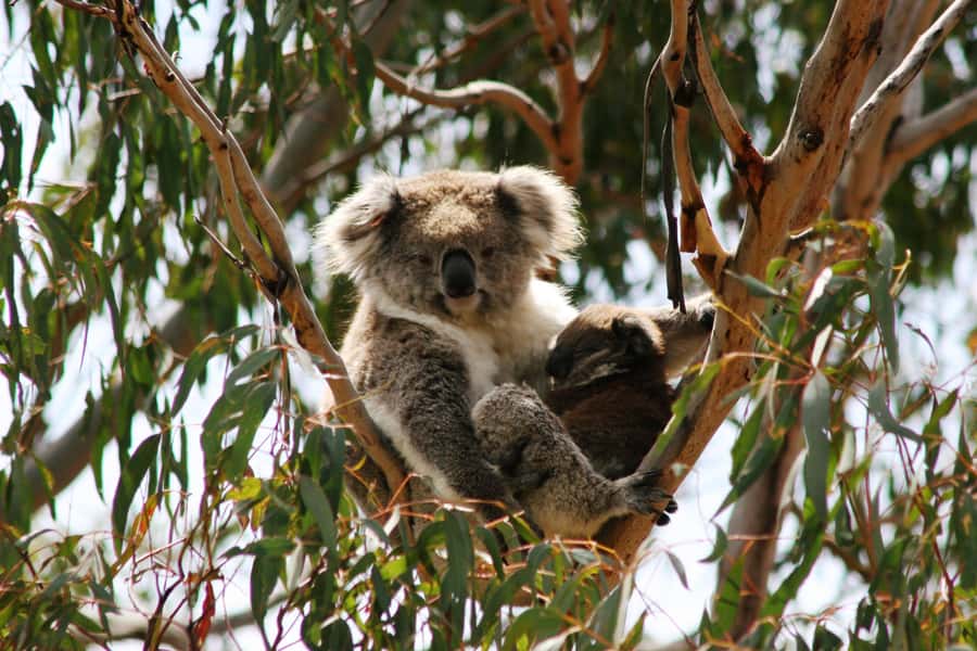 Melbourne: Great Ocean Road & Rainforest Trip - The Otway rainforest changes the mood