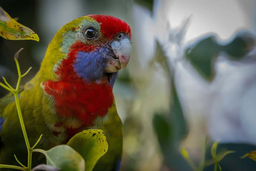 Melbourne: Great Ocean Road & Rainforest Trip - Loch Ard Gorge adds a human story