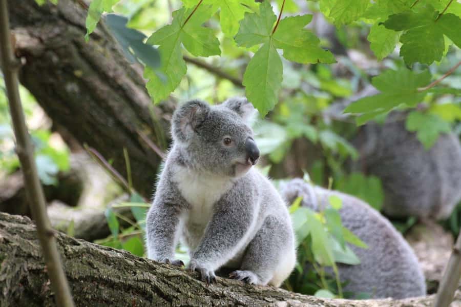 Melbourne: Great Ocean Road to 12 Apostles via the Coastline - Koala spotting near Barham Reserve