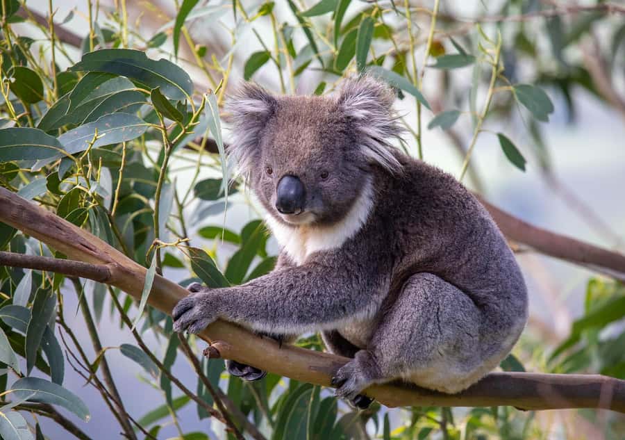 Melbourne: Great Ocean Road & Wildlife Tour for Backpackers - Why this Great Ocean Road route works