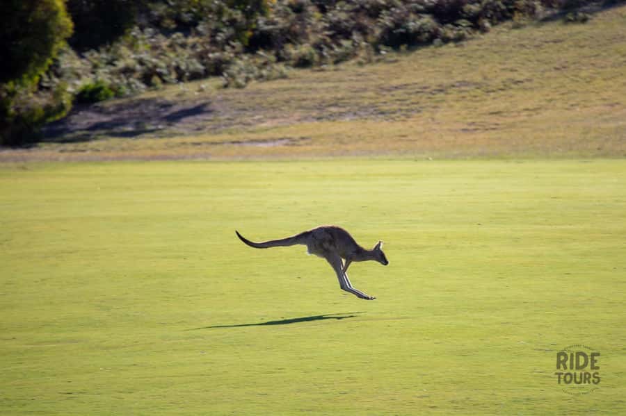 Melbourne: Great Ocean Road & Wildlife Tour for Backpackers - Koalas, kangaroos, and wildlife in the Otways