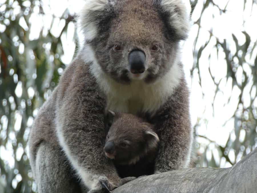 Melbourne: Great Ocean Road & Wildlife Tour for Backpackers - The return route through coastal towns and lookouts