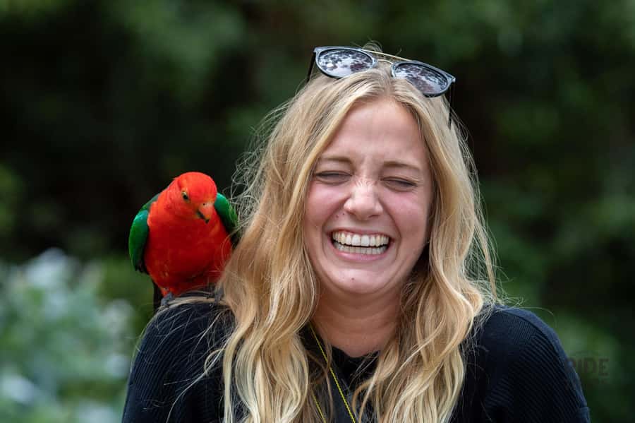 Melbourne: Great Ocean Road & Wildlife Tour for Backpackers - Who should book this tour?