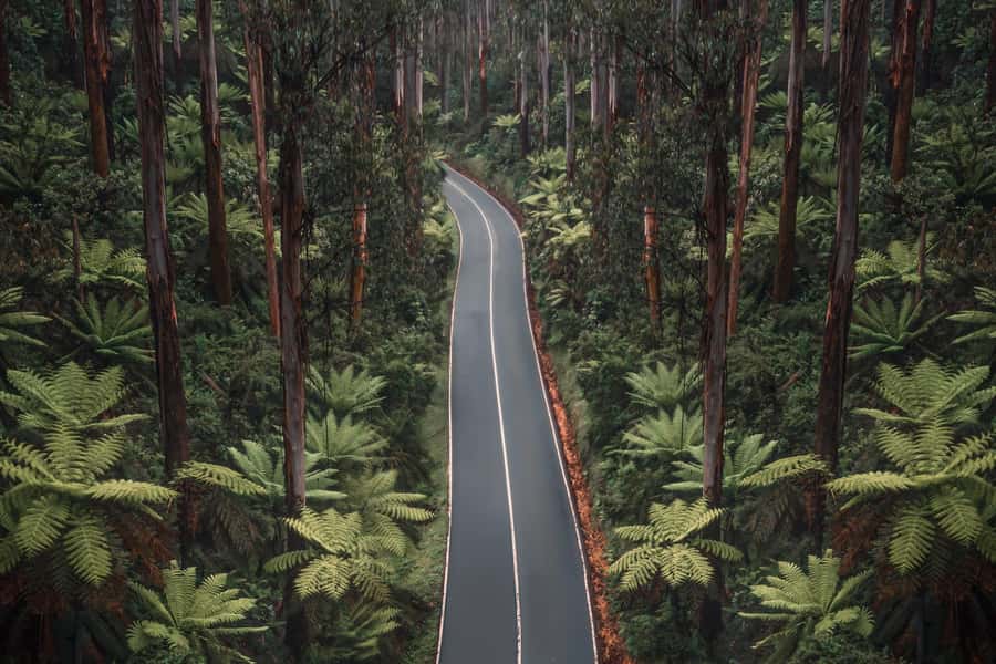 Melbourne: Lake Mountain Snow Day and Waterfalls & Chocolate - Who will enjoy this most