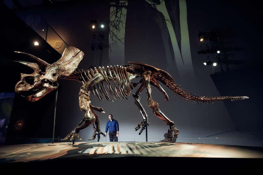 Melbourne: Melbourne Museum Entry Ticket - Seeing Horridus, Melbourne Museum’s giant Triceratops