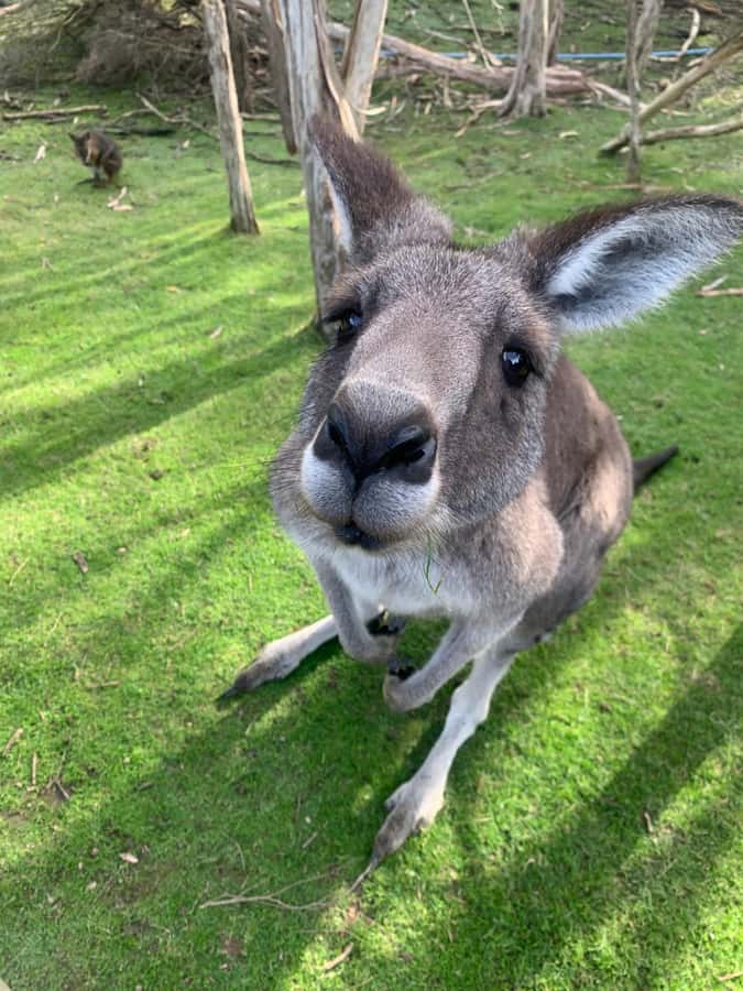 Melbourne: Moonlit Sanctuary and Brighton Beach Boxes Tour - Key points at a glance