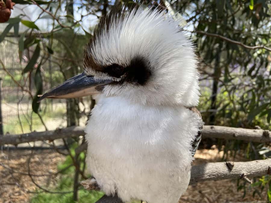 Melbourne: Moonlit Sanctuary and Brighton Beach Boxes Tour - What the guides add to the morning