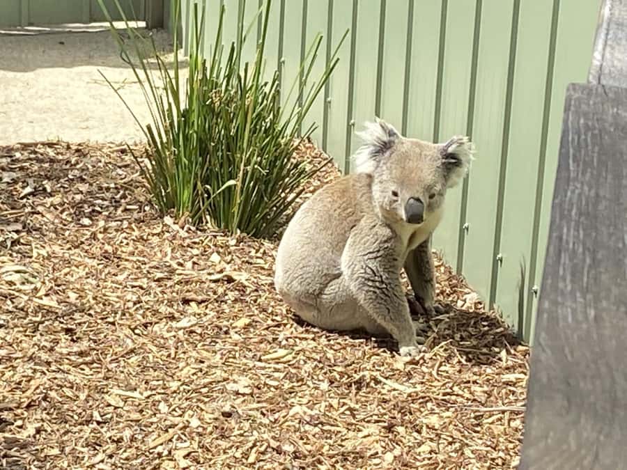 Melbourne: Moonlit Sanctuary and Brighton Beach Boxes Tour - Should you book this Melbourne wildlife tour?