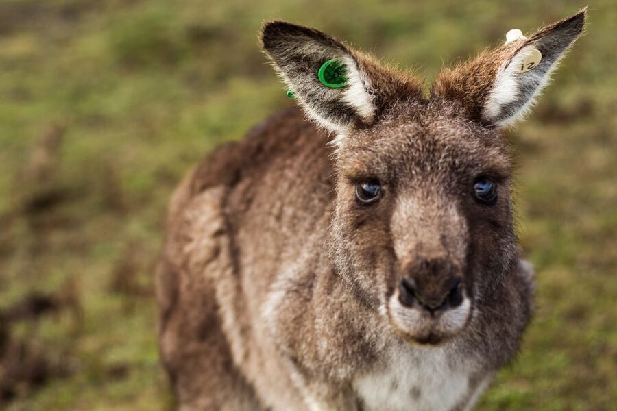 Melbourne: Mornington Peninsula & Hot Springs Tour 8 pax max - Who Will Get the Most from This Tour?
