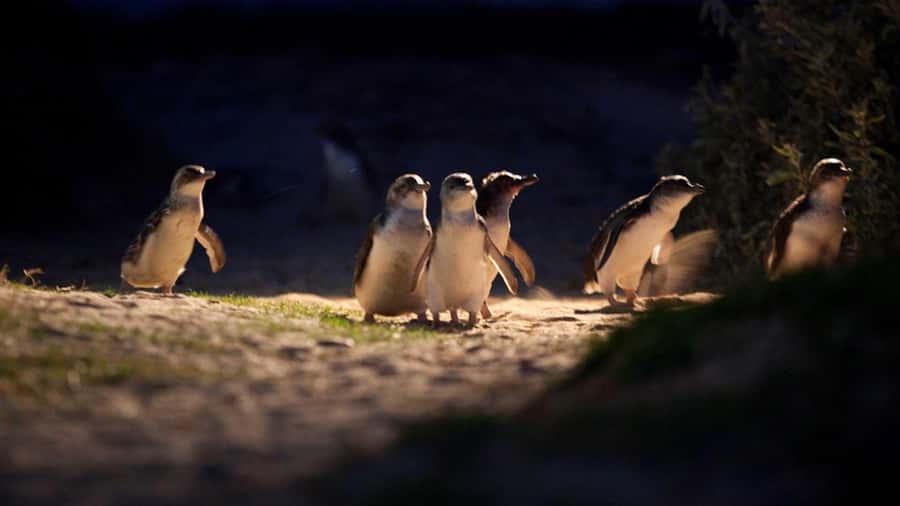 Melbourne: Penguin Parade Tour with Puffing Billy Train Ride - Weather, clothing, and what to pack