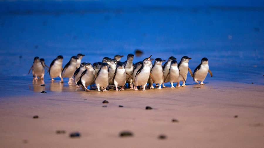 Melbourne: Penguin Parade Tour with Puffing Billy Train Ride - Puffing Billy brings the Dandenong Ranges alive