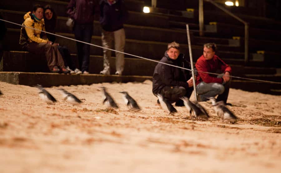 Melbourne: Phillip Island Tour & Penguin Parade - Moonlit Sanctuary and its Australian animals
