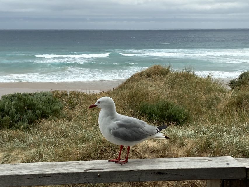 Melbourne: Phillip Island Tour & Penguin Parade - The Penguin Parade, and what you really see