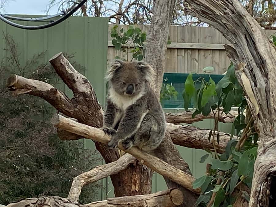 Melbourne: Phillip Island Tour & Penguin Parade - Pickup details and what to bring