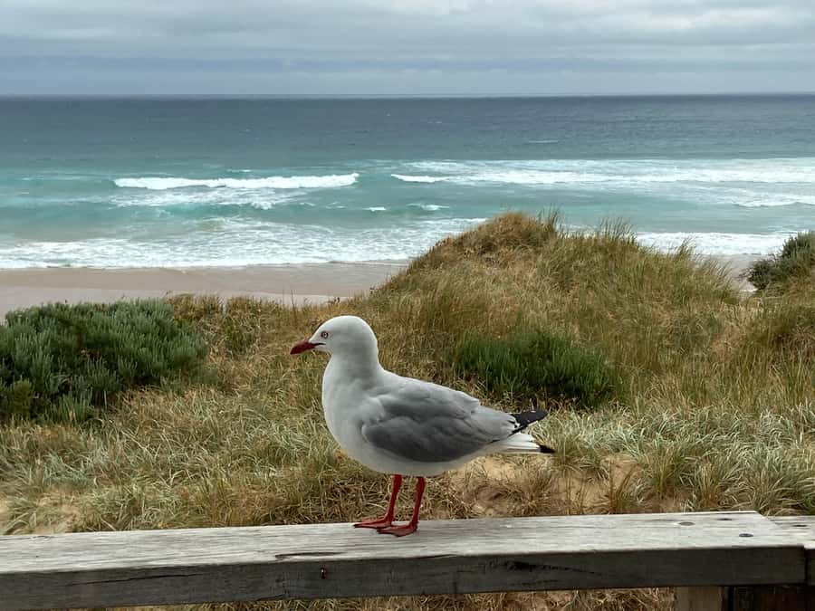Melbourne: Phillip Island Tour & Penguin Parade - Who should book this Phillip Island tour?