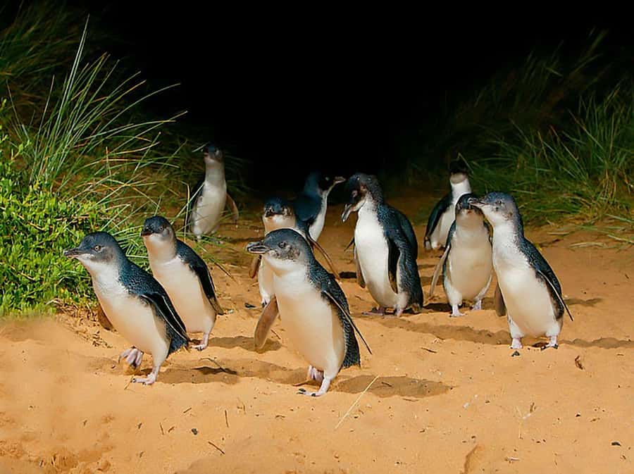 Melbourne: Phillip Island Tour w/ Hop-on Bus or Seal Cruise - A long day that saves the best for last