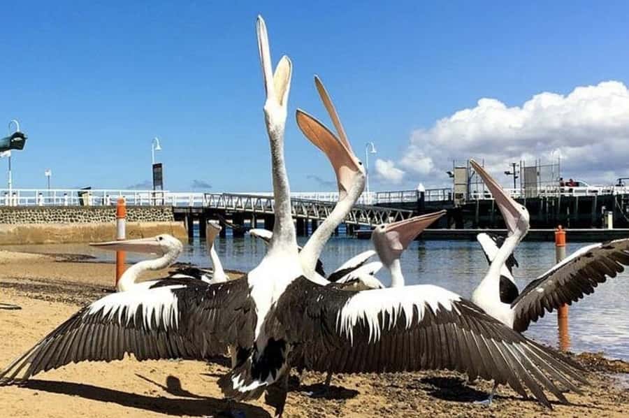 Melbourne: Phillip Island Tour w/ Hop-on Bus or Seal Cruise - The Nobbies is more than a waiting point