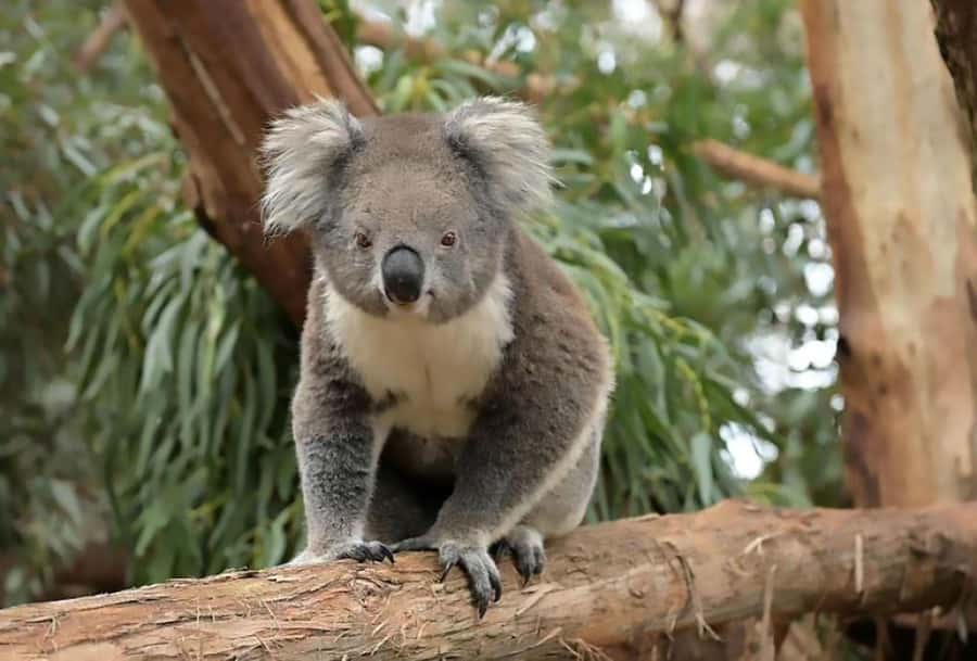 Melbourne: Phillip Island Tour w/ Hop-on Bus or Seal Cruise - Is $109 a fair price?