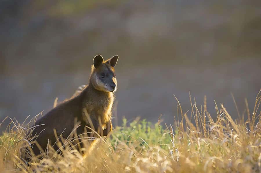 Melbourne: Phillip Island Tour w/ Hop-on Bus or Seal Cruise - Who should book this Phillip Island tour?