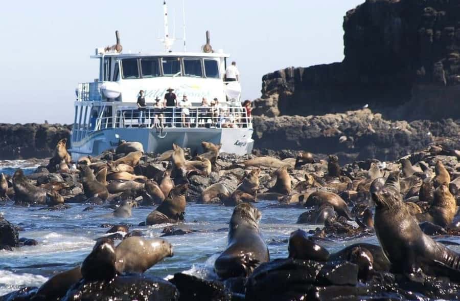 Melbourne: Phillip Island Tour w/ Hop-on Bus or Seal Cruise - Choose seals or the Island Explorer bus