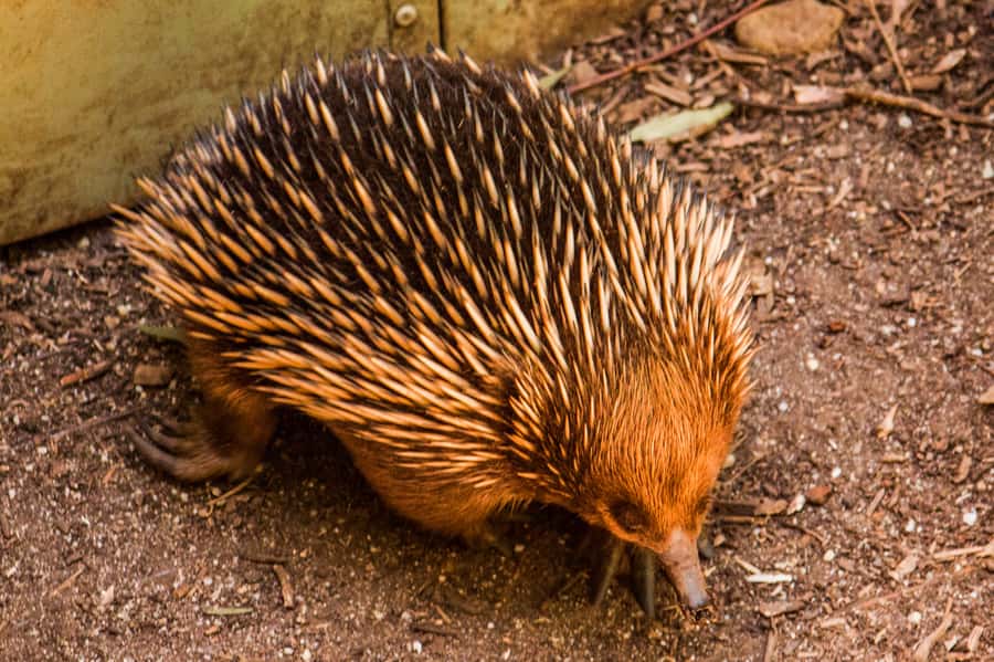 Melbourne: Puffing Billy & Healesville Sanctuary Scenic Tour - Key points to know
