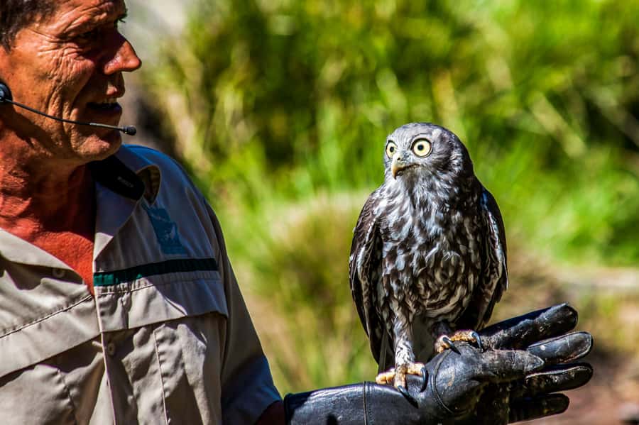 Melbourne: Puffing Billy & Healesville Sanctuary Scenic Tour - Why Puffing Billy makes this day trip special