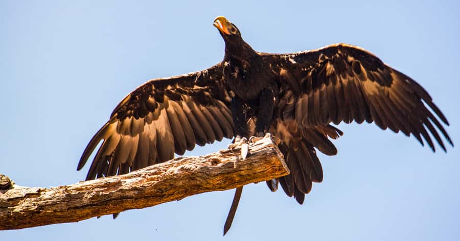 Melbourne: Puffing Billy & Healesville Sanctuary Scenic Tour - Should you book the Puffing Billy and Healesville tour?