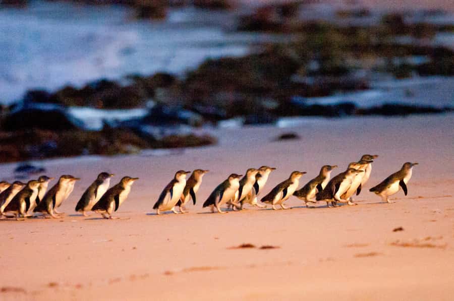 Melbourne: Puffing Billy Penguin Parade Brighton Boxes Tour - Key things to know before you book